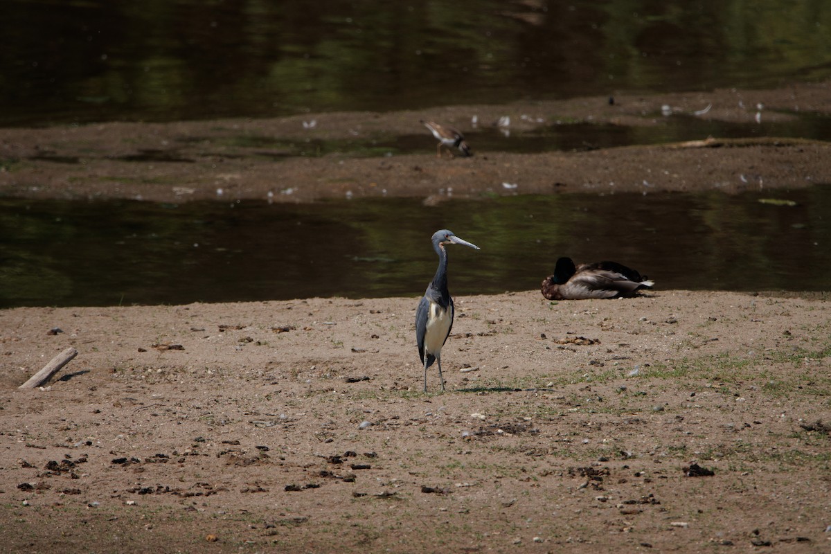 Tricolored Heron - ML585385591