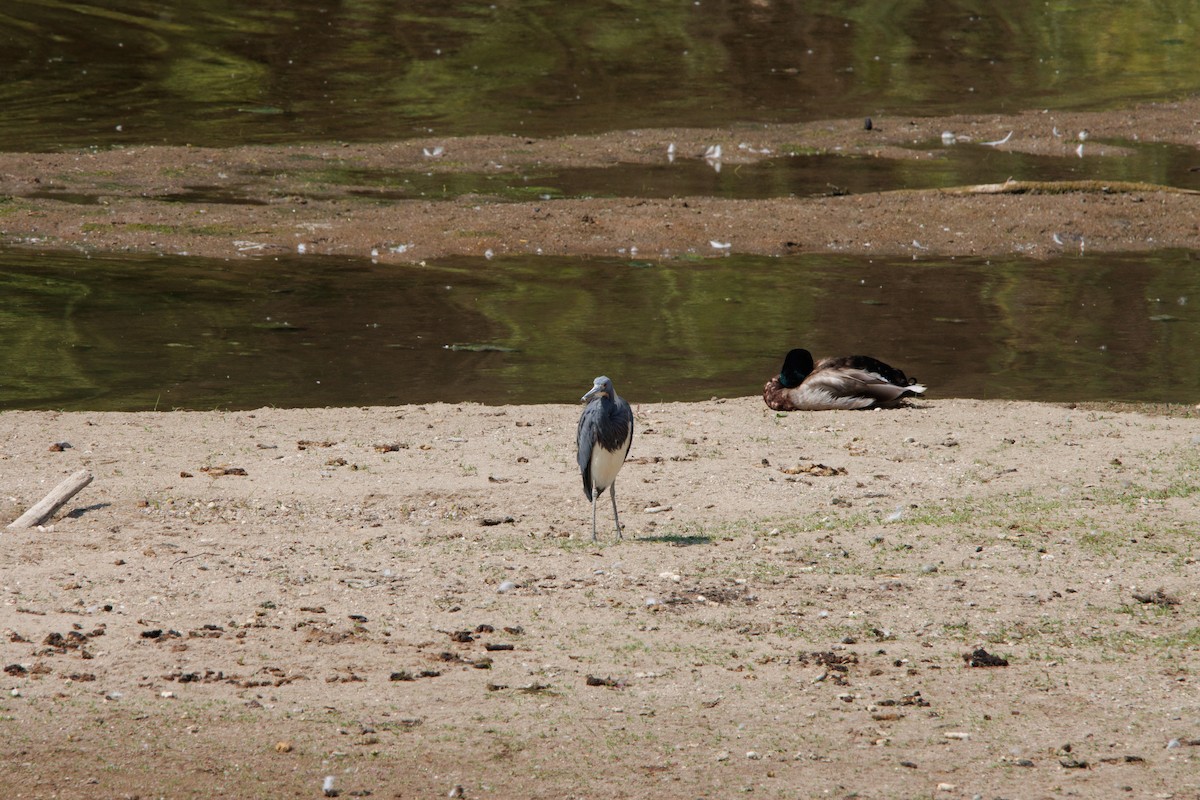 Tricolored Heron - ML585385611