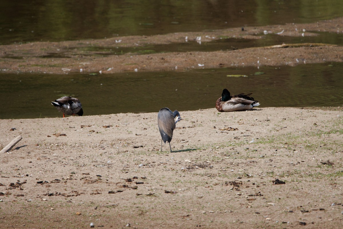 Tricolored Heron - ML585385621