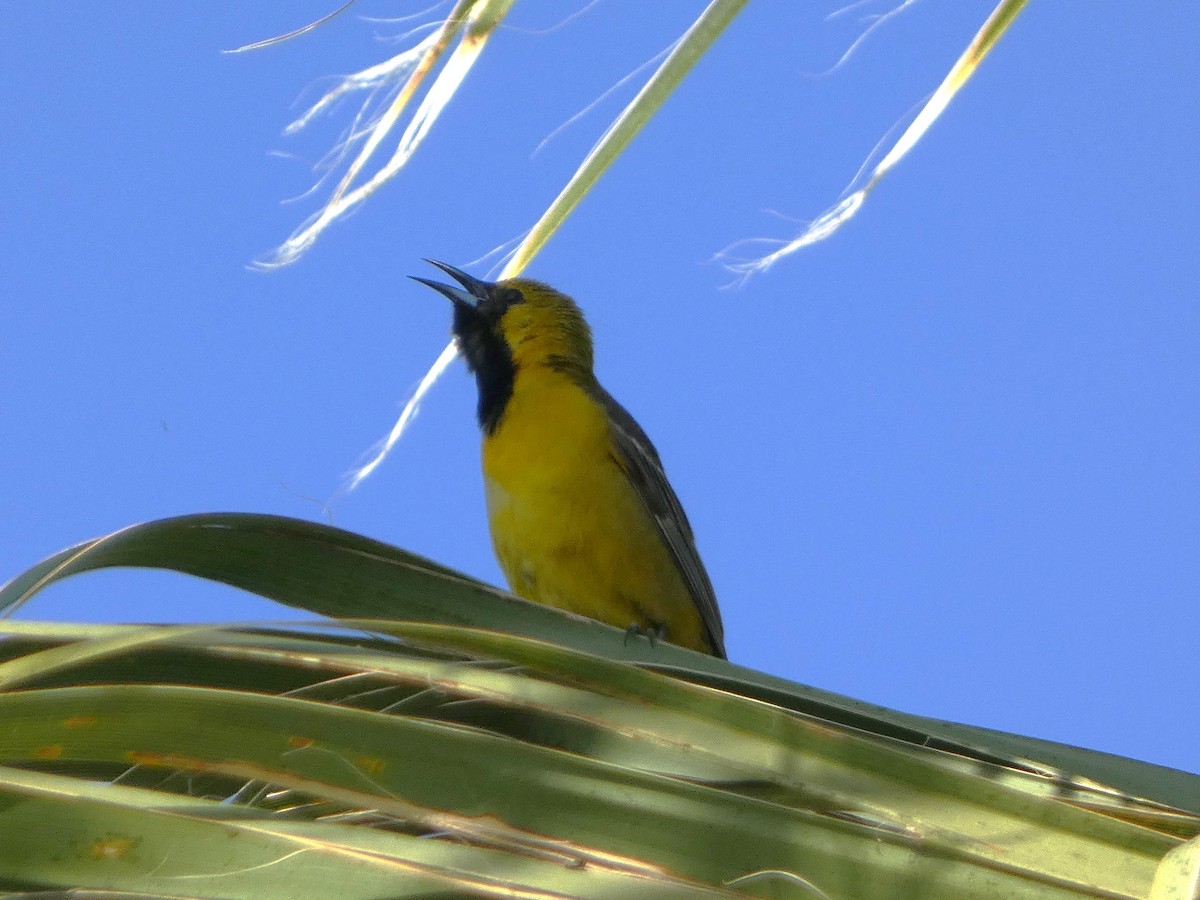 Hooded Oriole - Garry Hayes