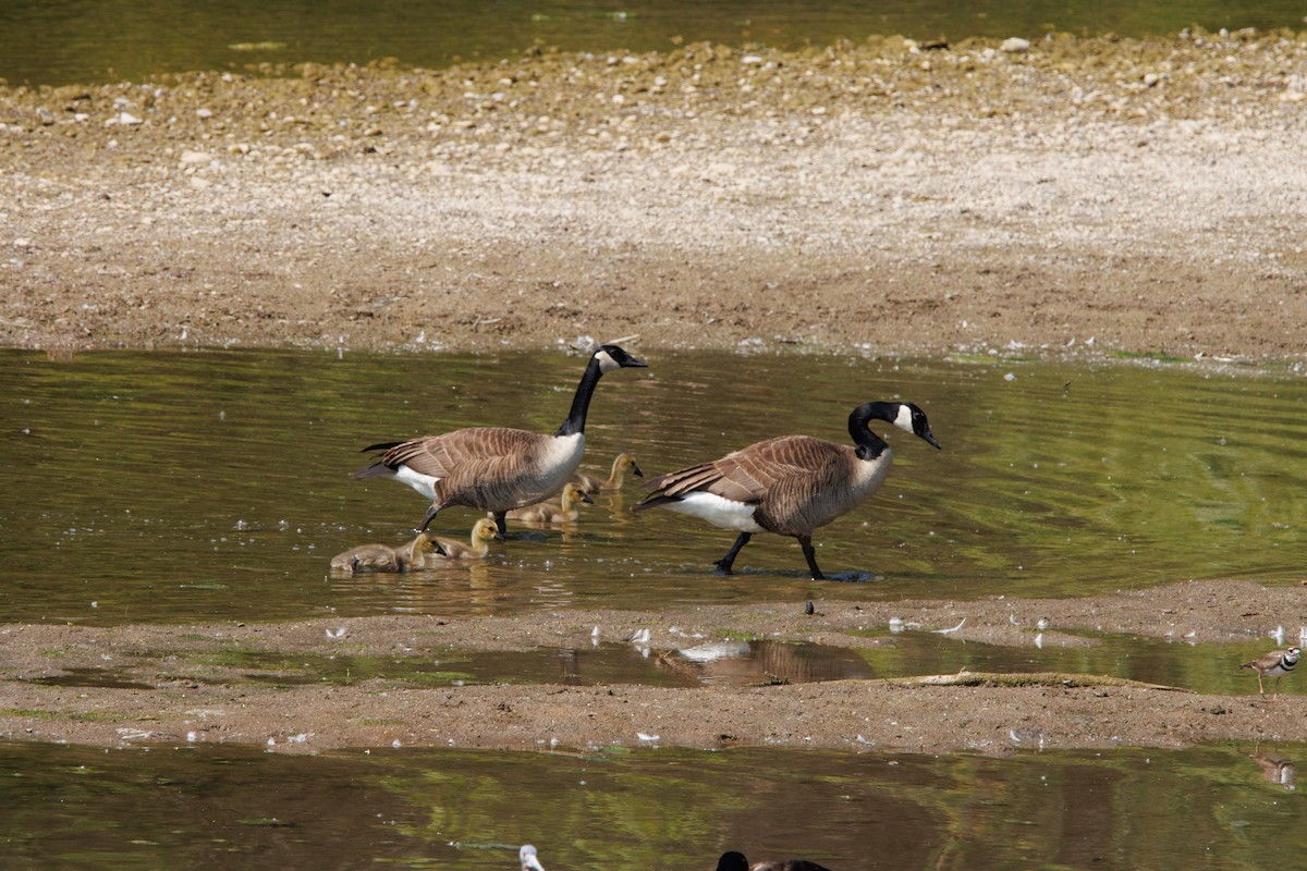 Canada Goose - ML585385781