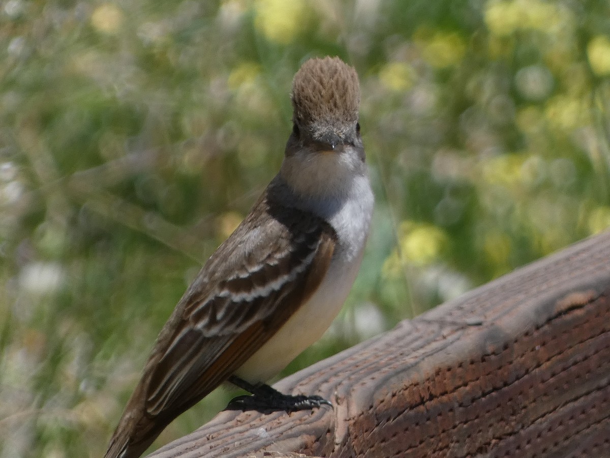 Ash-throated Flycatcher - Garry Hayes