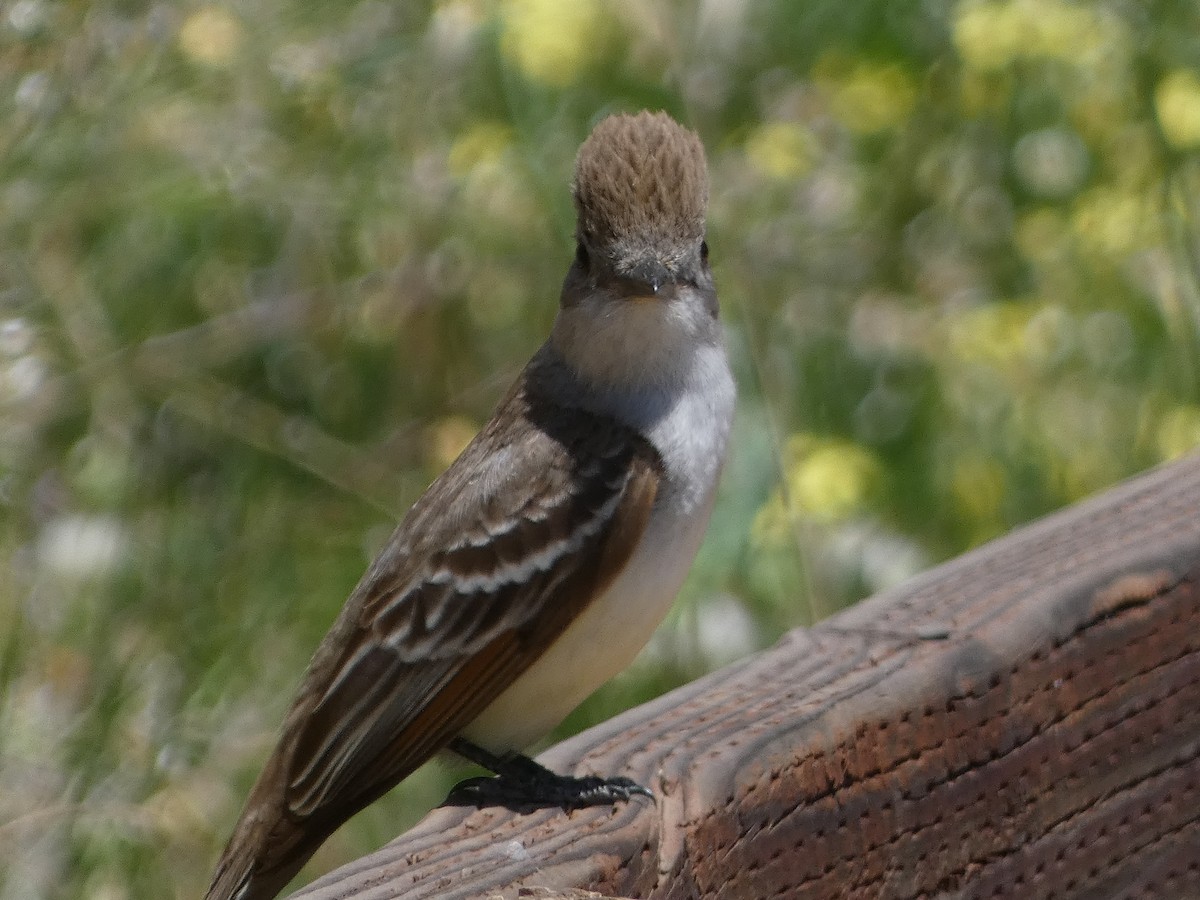 Ash-throated Flycatcher - ML585386011