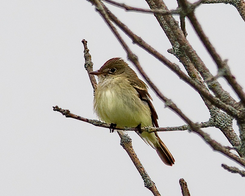 Alder/Willow Flycatcher (Traill's Flycatcher) - Butch Beedle