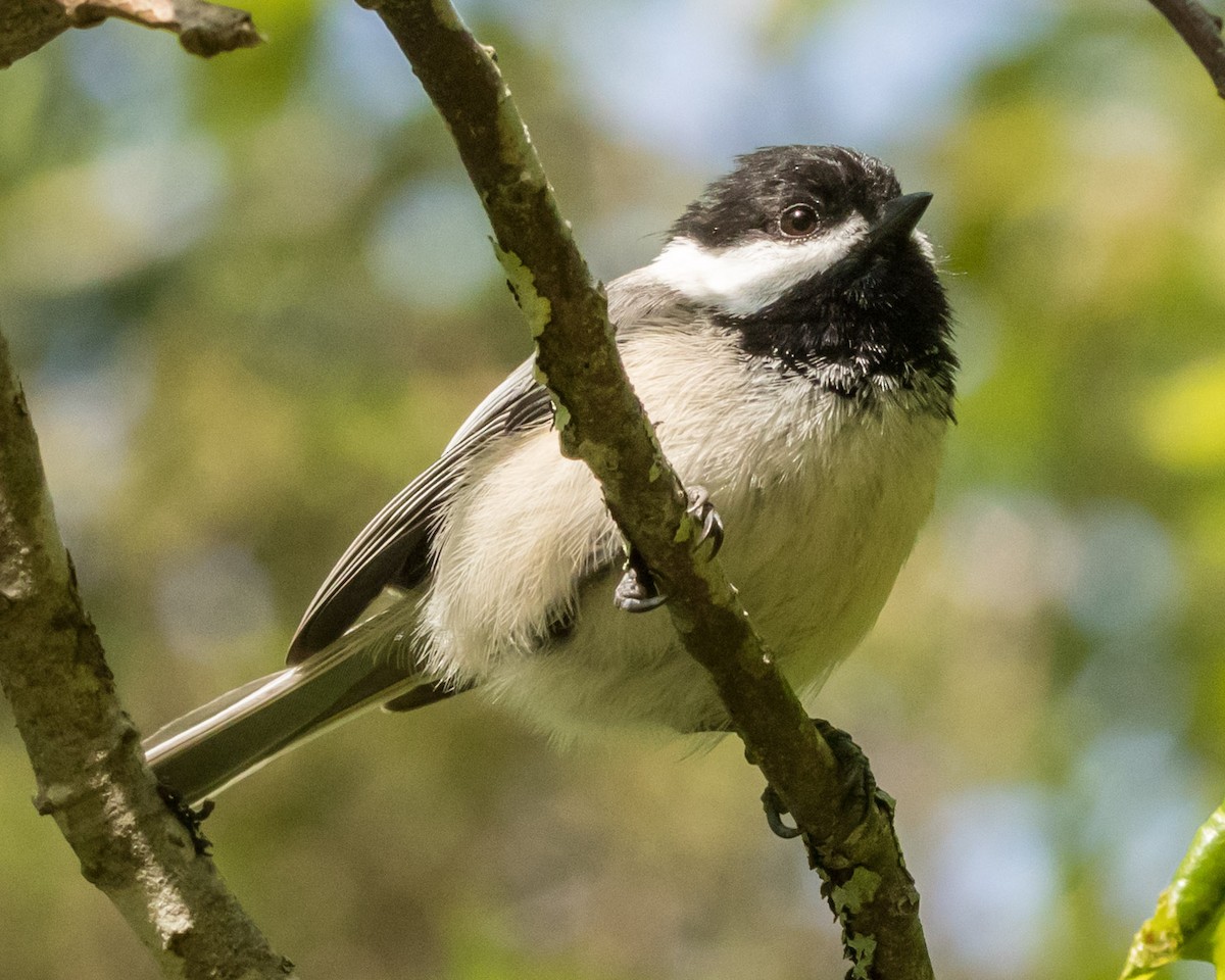 Black-capped Chickadee - ML585386751