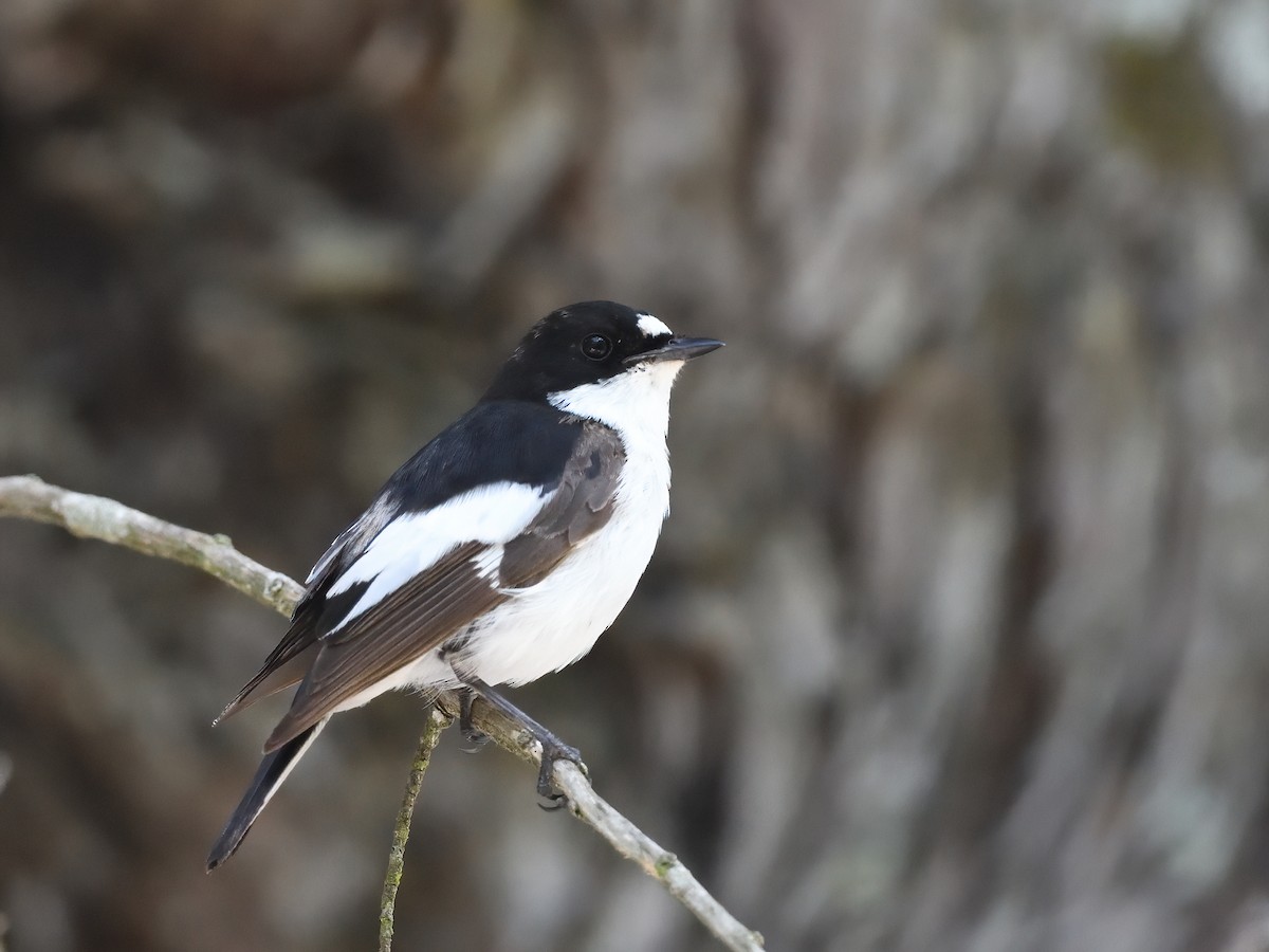 European Pied Flycatcher - Manuel Segura Herrero