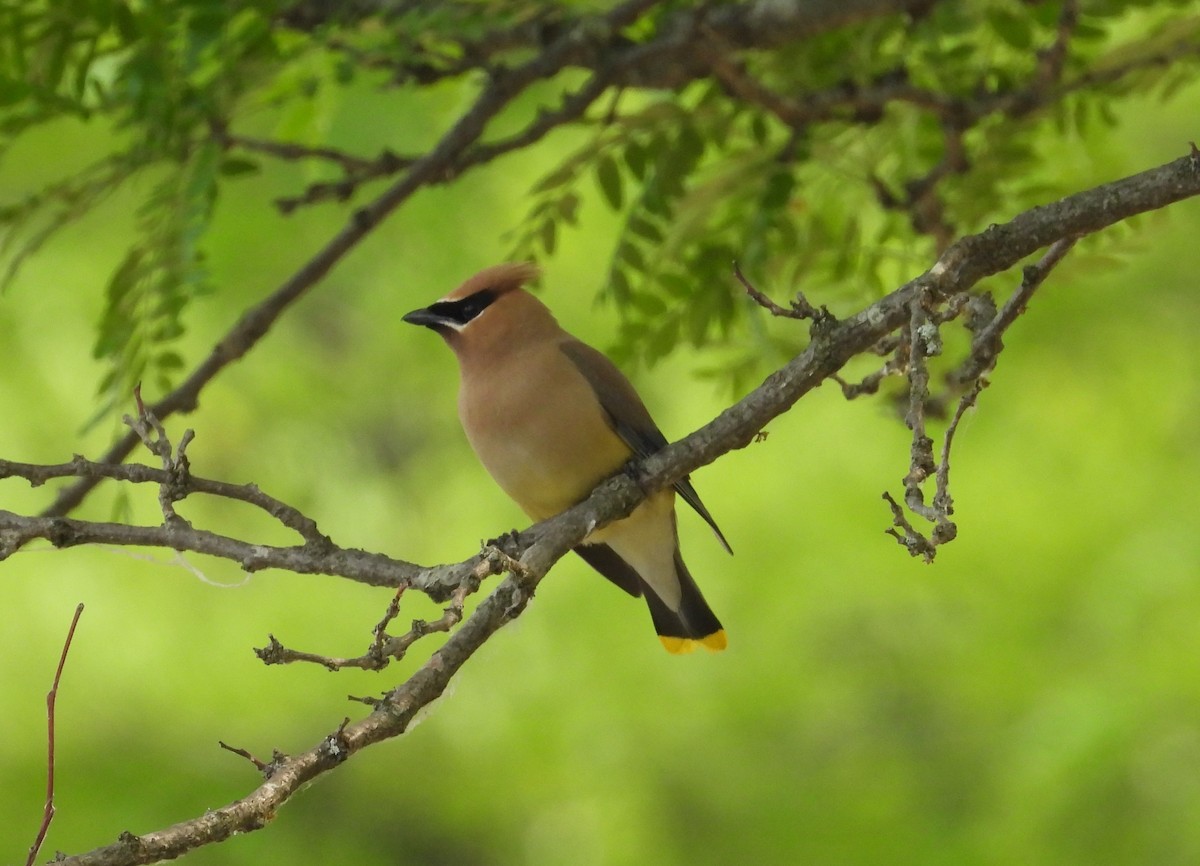 Cedar Waxwing - ML585387081