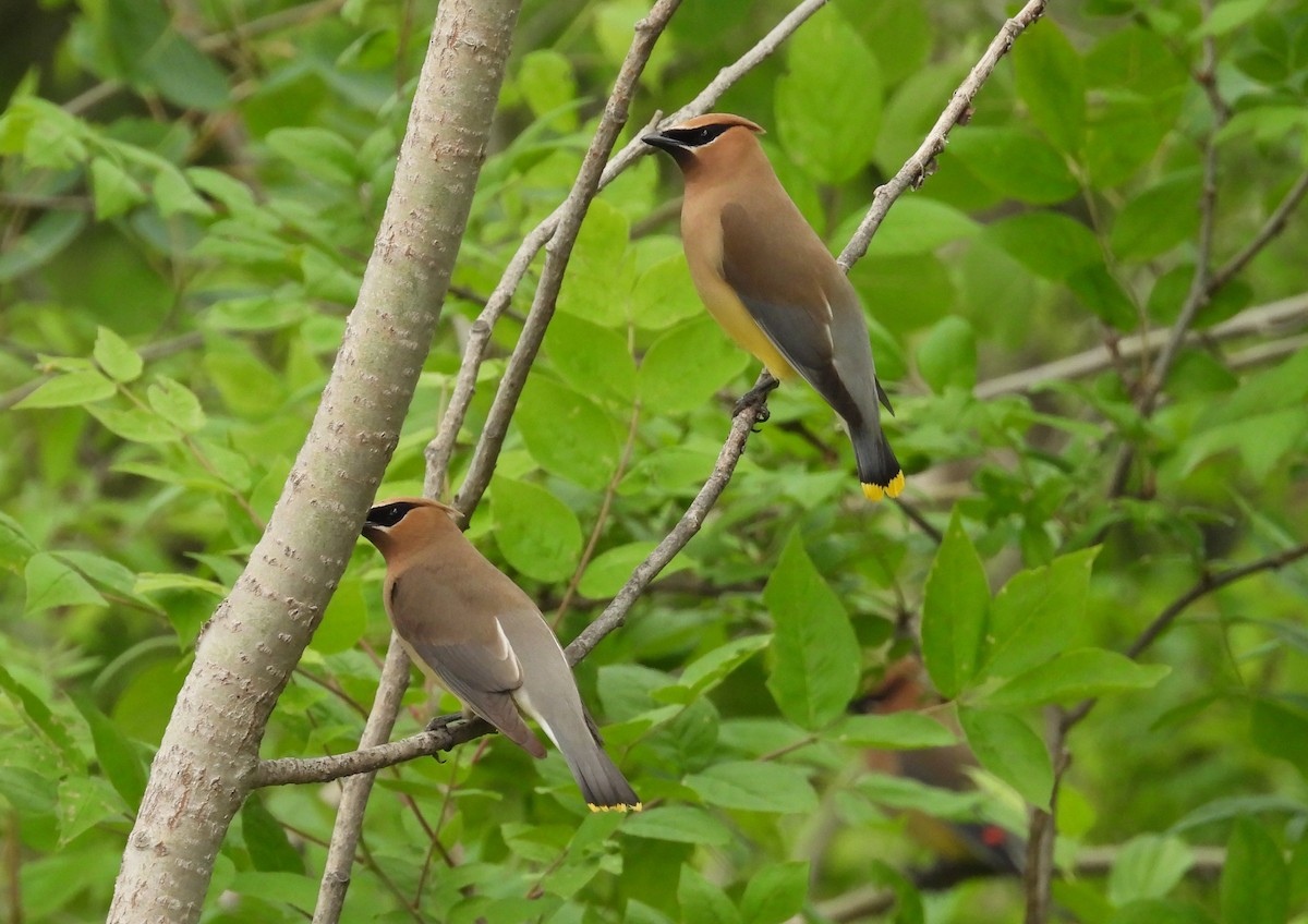 Cedar Waxwing - ML585387141