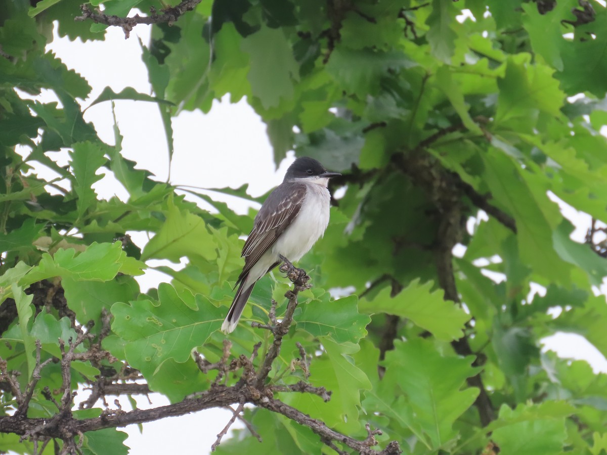 Eastern Kingbird - ML585387321