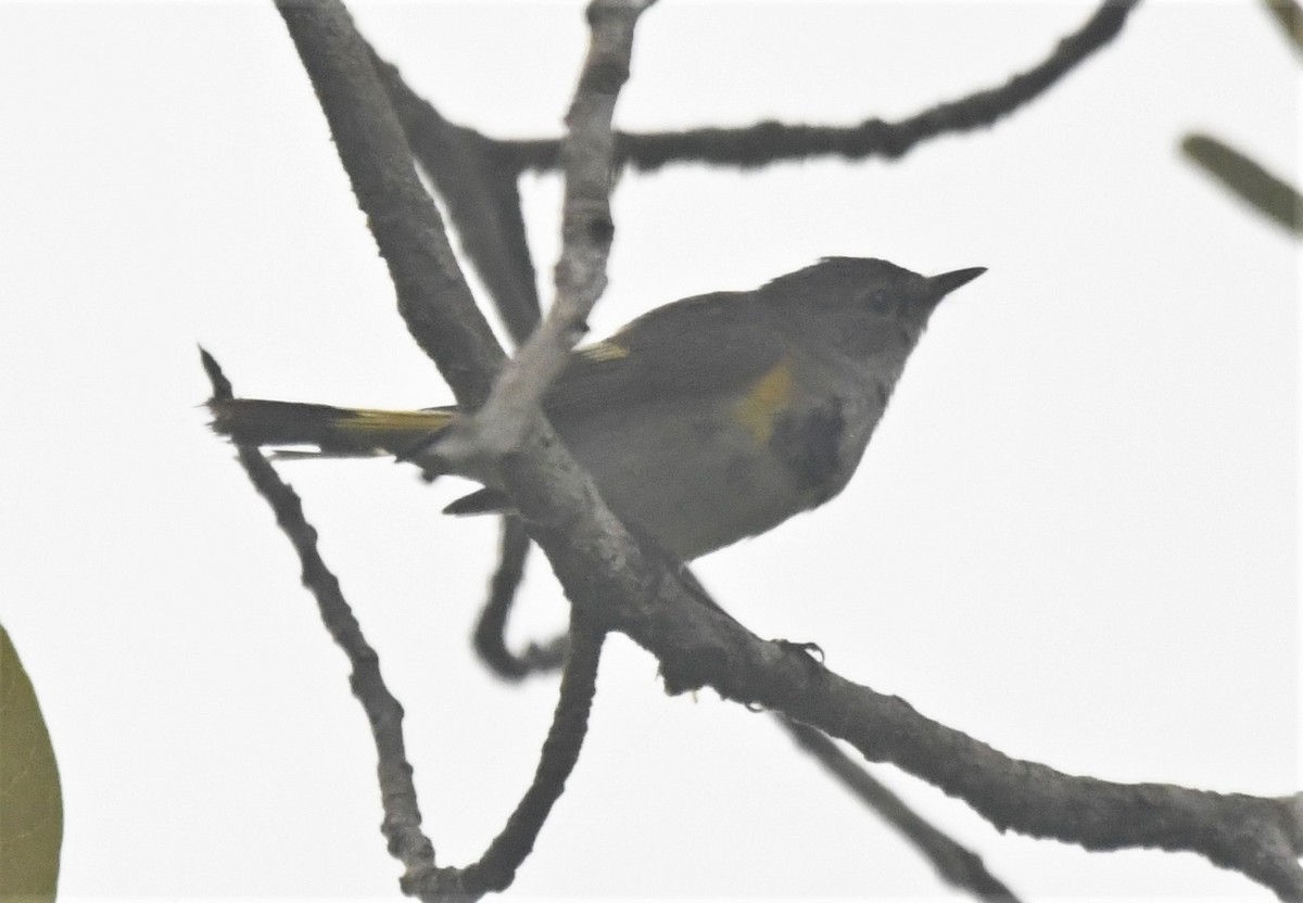 American Redstart - ML585387891