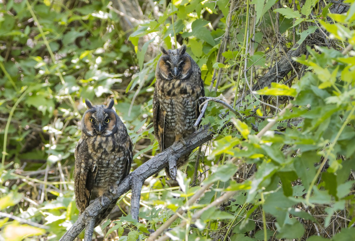 Long-eared Owl - ML585387911