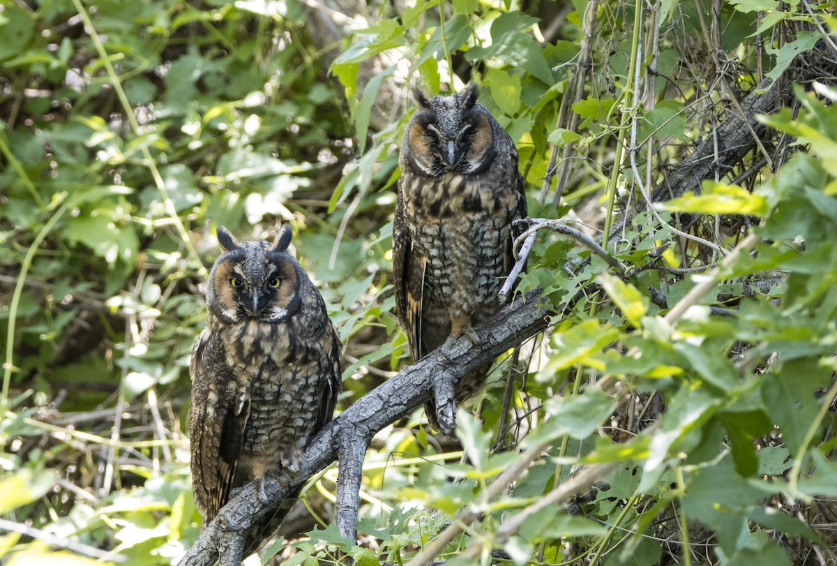 Long-eared Owl - ML585387941