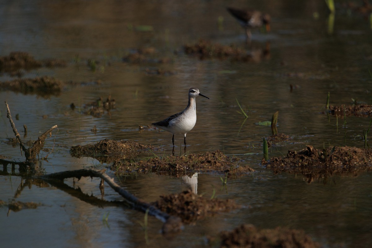 Wilson's Phalarope - Andrew Gibson