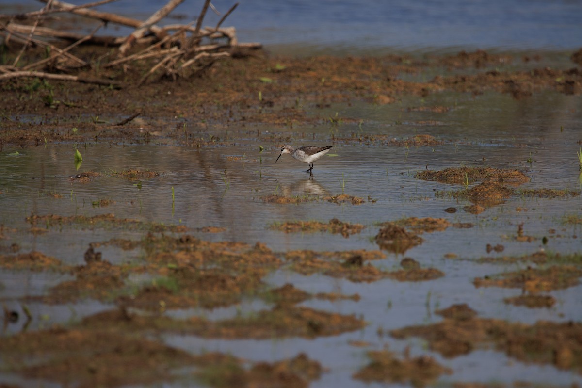 Phalarope de Wilson - ML585388841