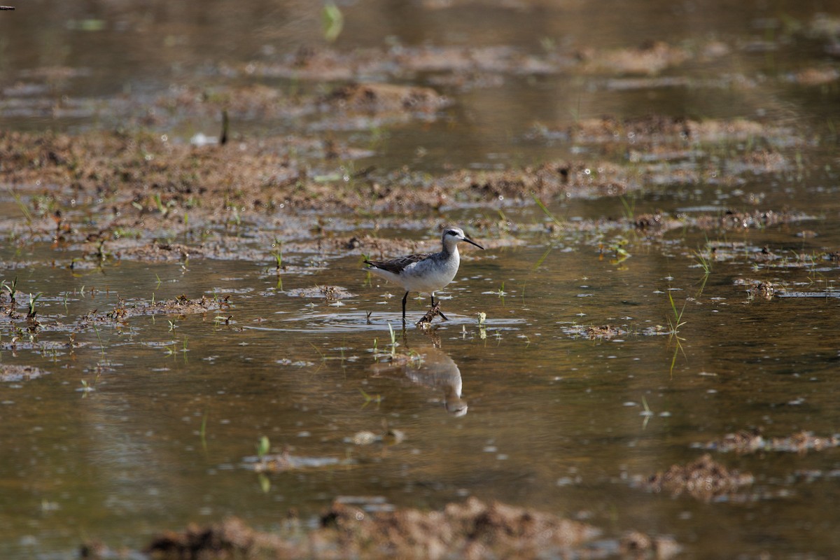 Falaropo Tricolor - ML585388851