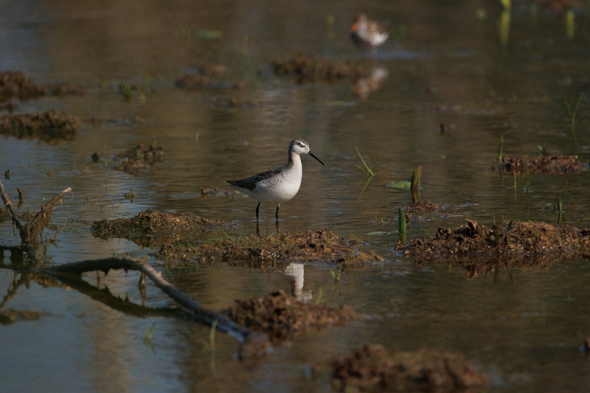 Falaropo Tricolor - ML585388861