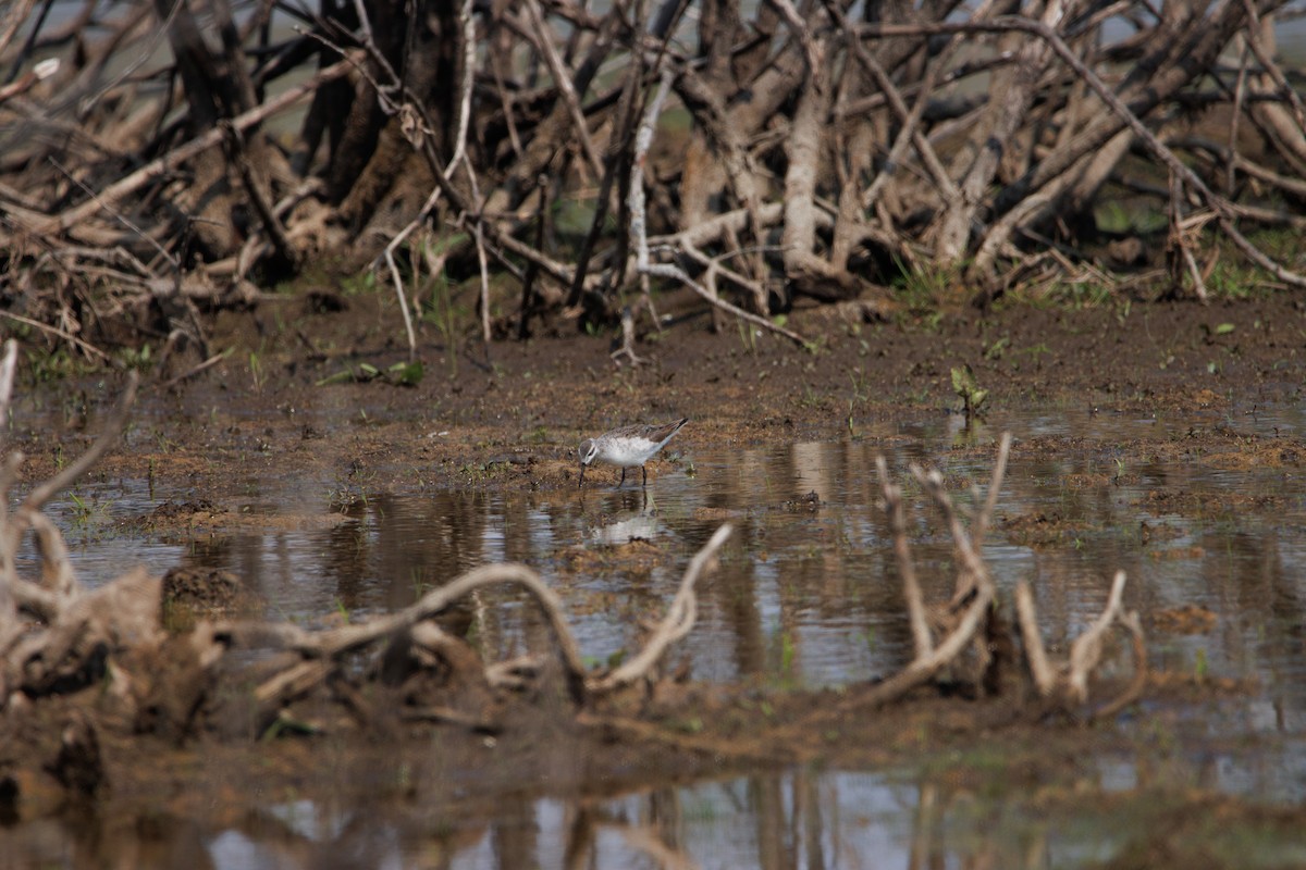 Phalarope de Wilson - ML585388871