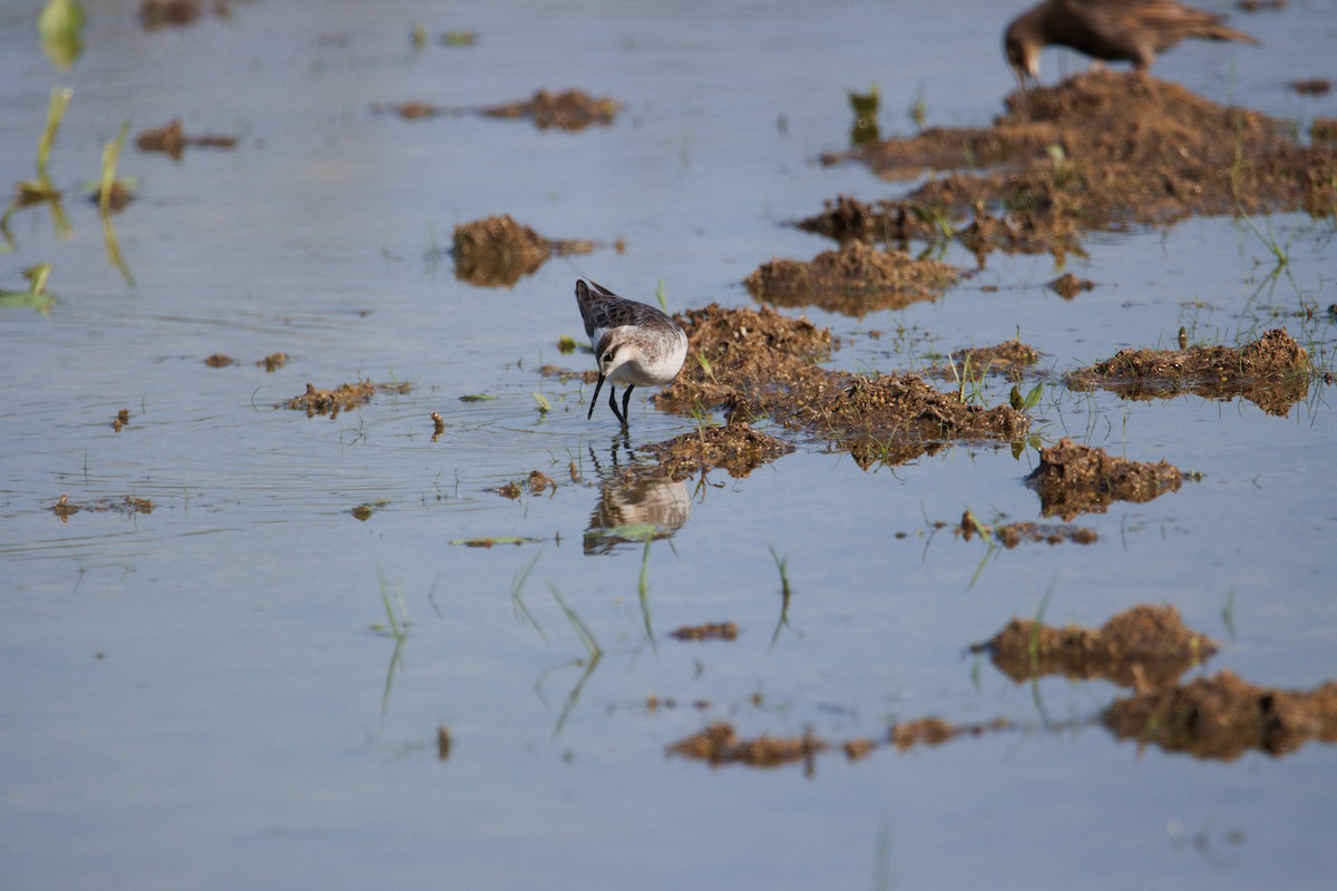 Phalarope de Wilson - ML585388891