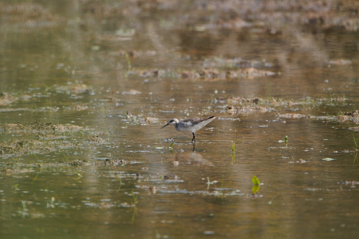 Wilson's Phalarope - ML585388901