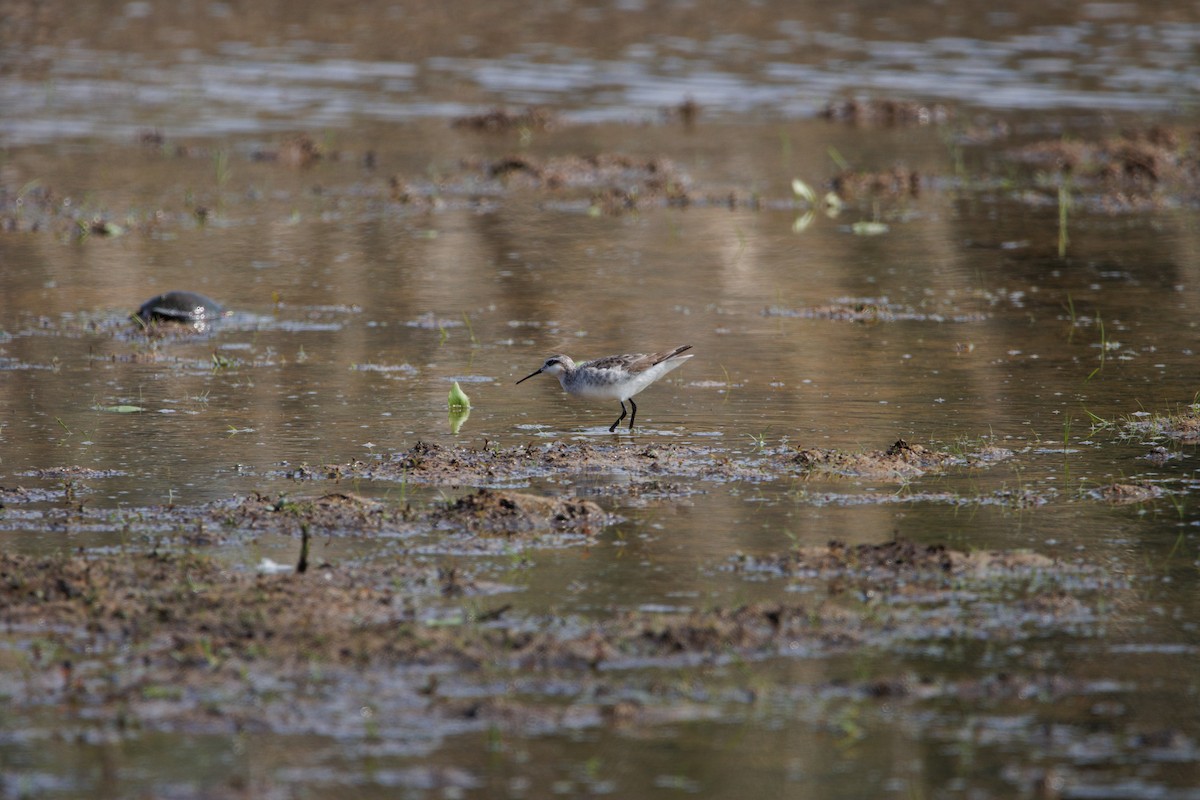 Falaropo Tricolor - ML585388911