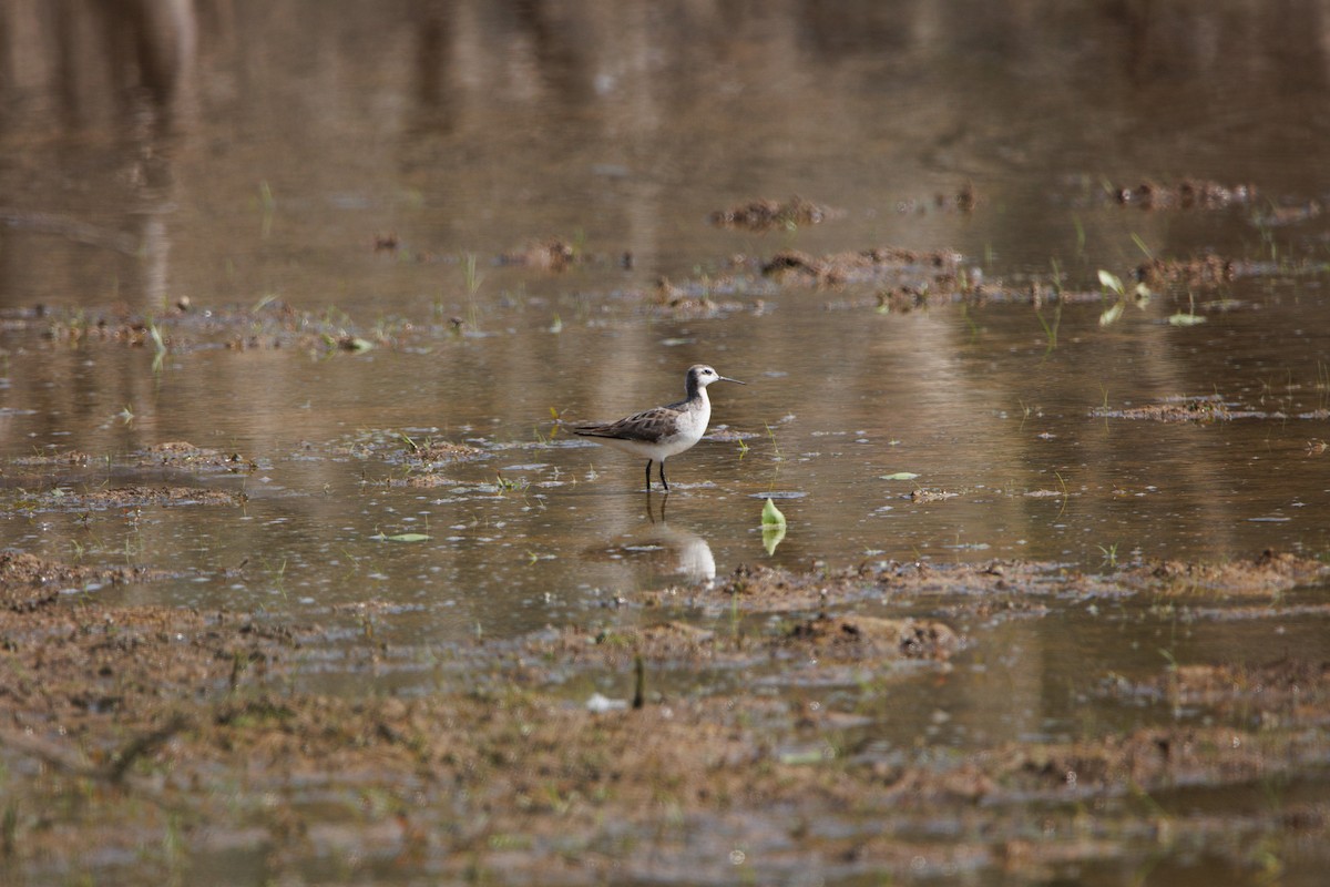 Falaropo Tricolor - ML585388921