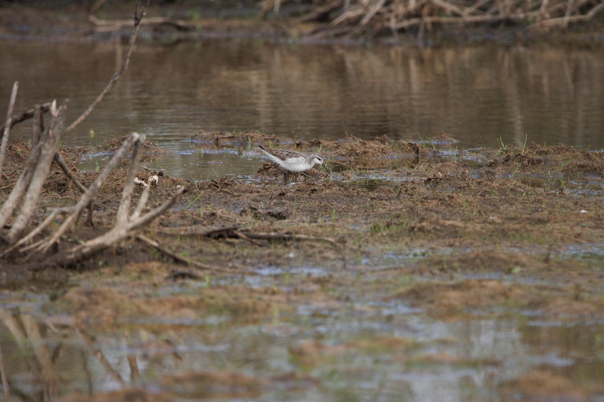 Wilson's Phalarope - ML585388931