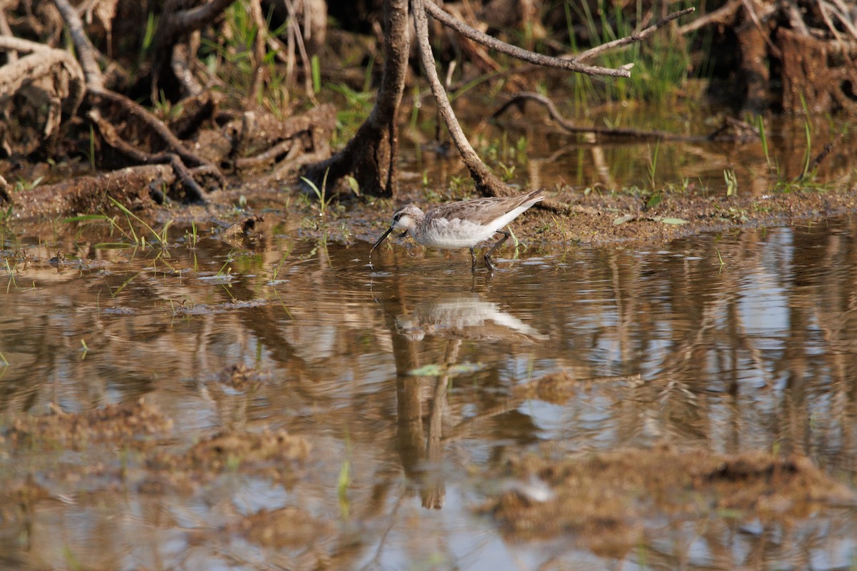 Wilson's Phalarope - ML585388951