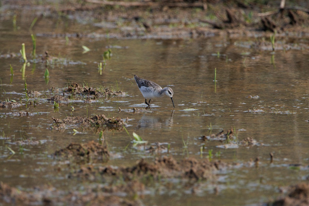 Falaropo Tricolor - ML585388961