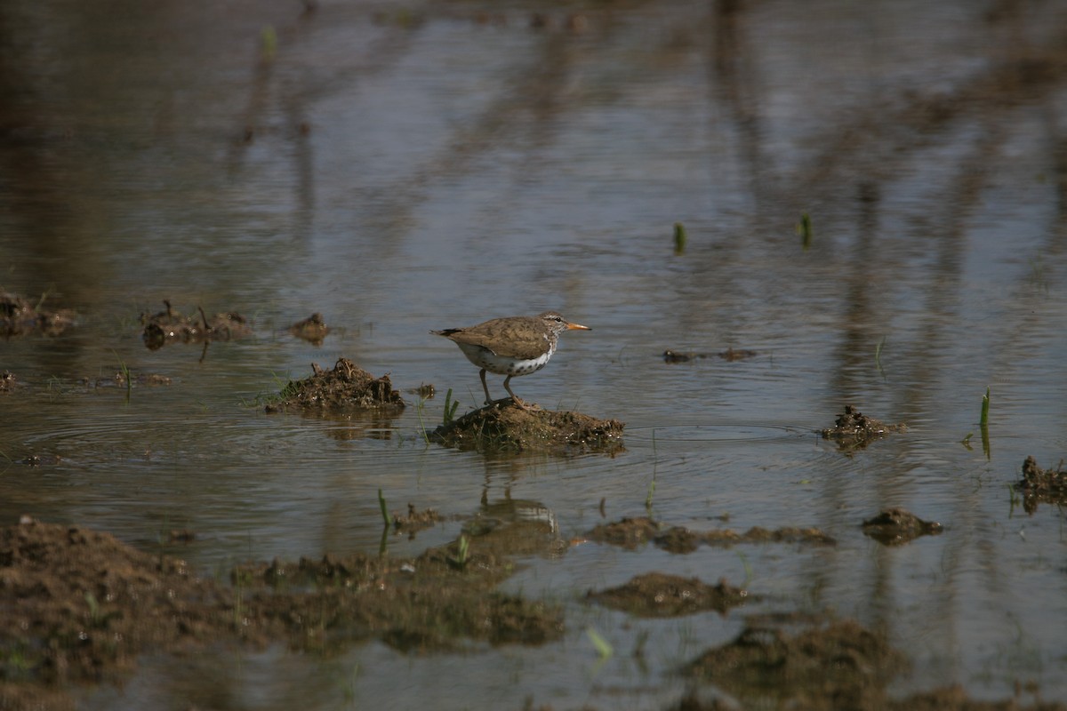 Spotted Sandpiper - ML585388991