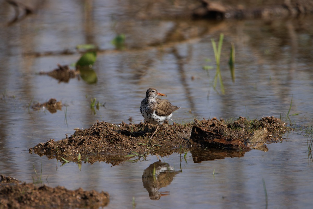 Spotted Sandpiper - Andrew Gibson