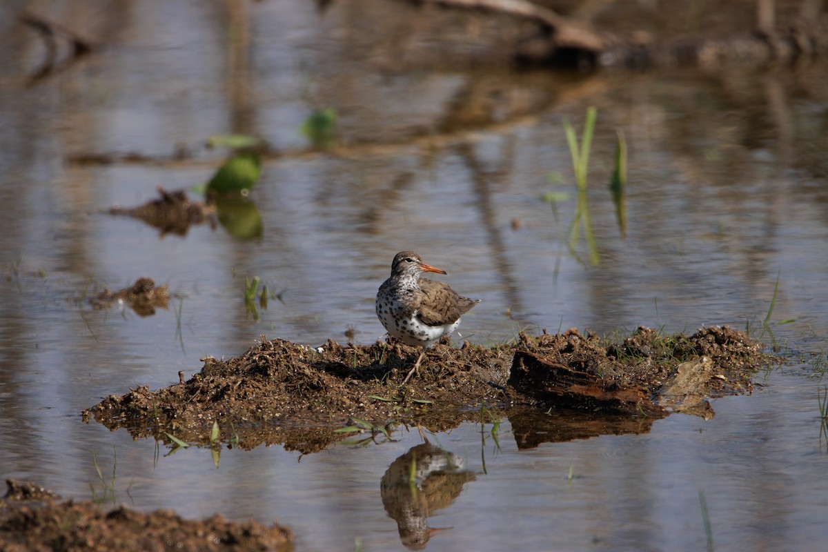 Spotted Sandpiper - ML585389021