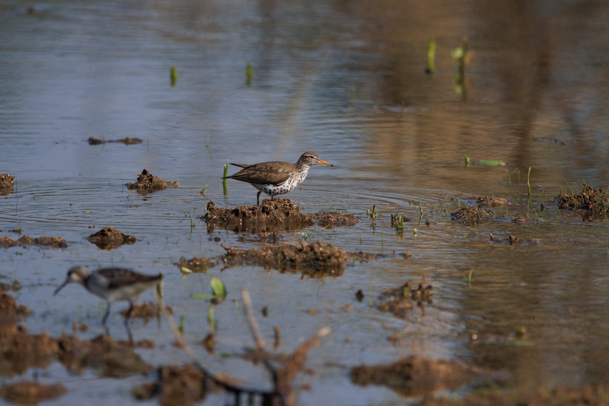 Spotted Sandpiper - ML585389031