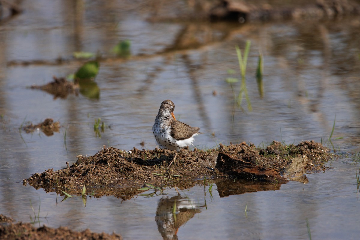 Spotted Sandpiper - Andrew Gibson