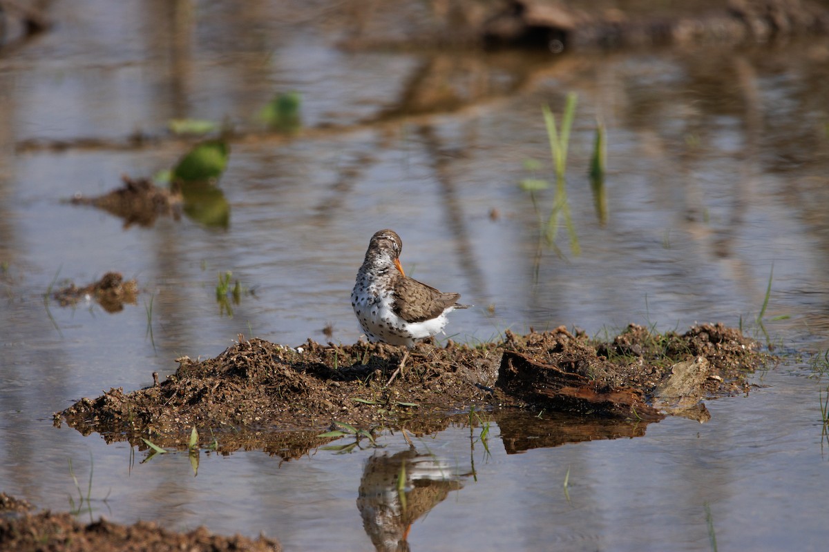 Spotted Sandpiper - ML585389041