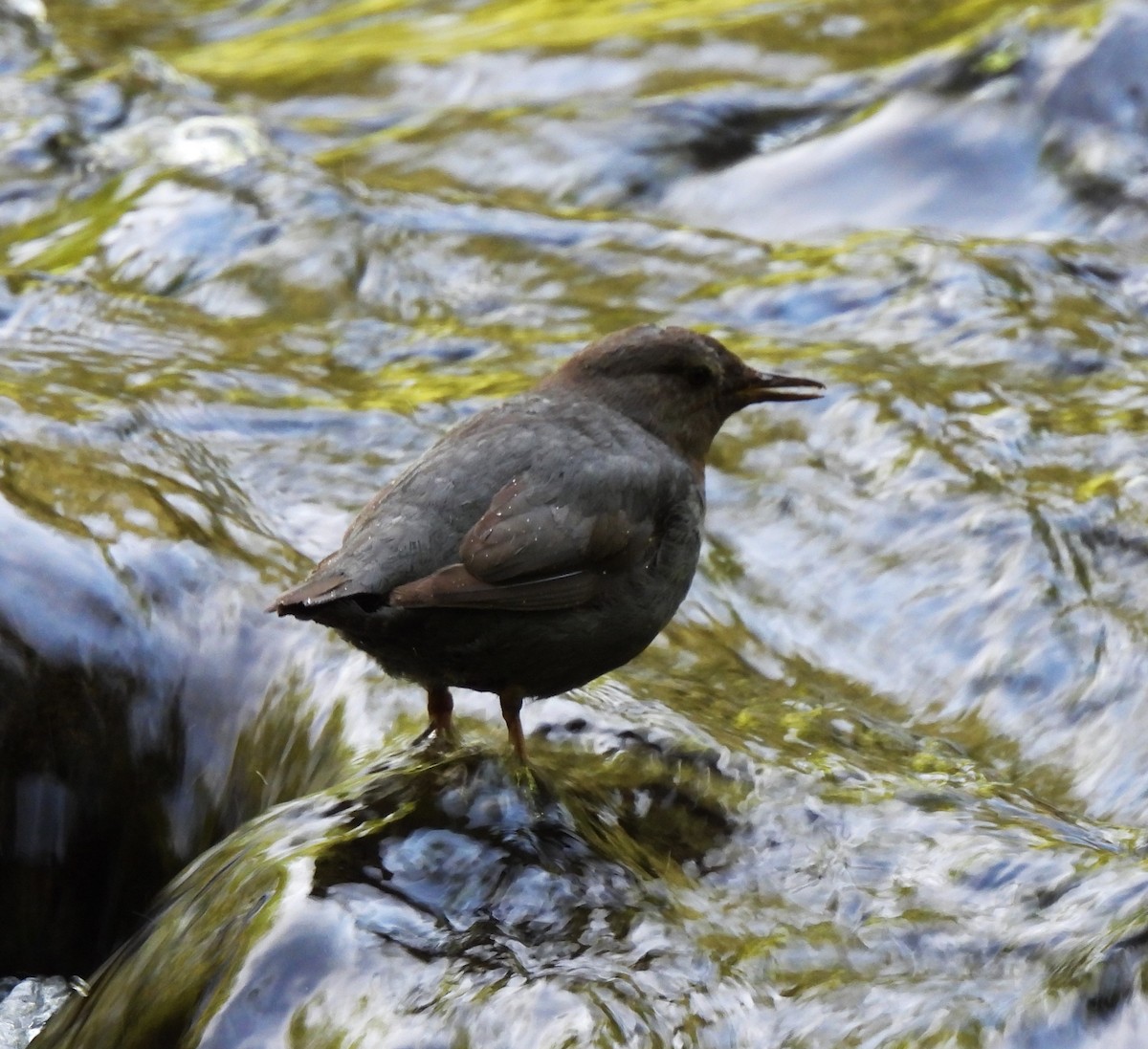 American Dipper - ML585390021