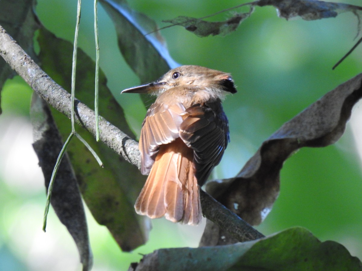 Tropical Royal Flycatcher - ML585390311