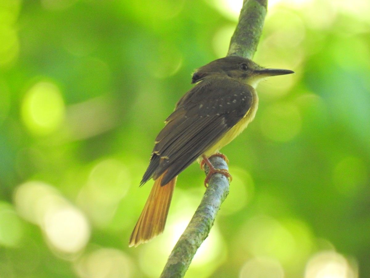 Tropical Royal Flycatcher - ML585390331