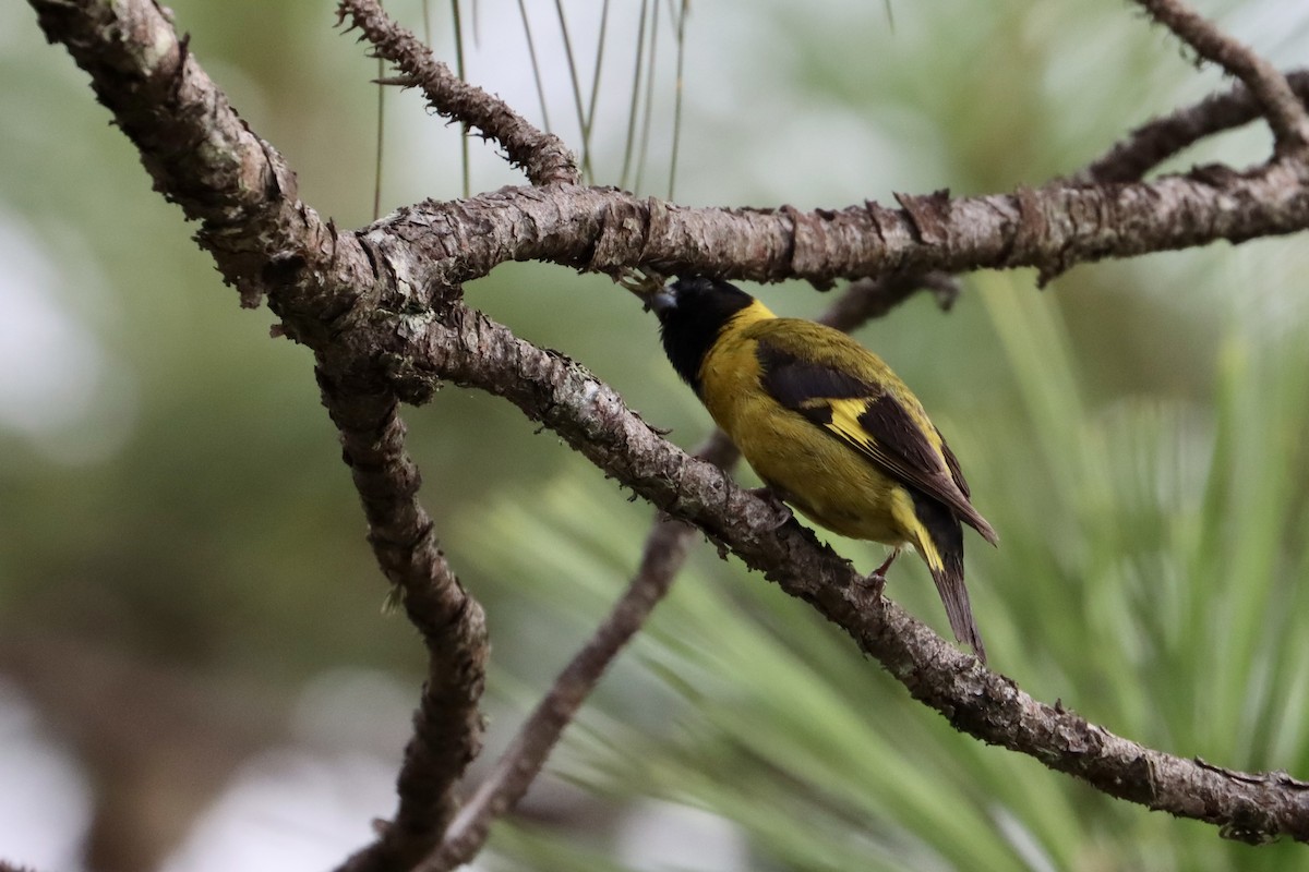 Black-headed Siskin - ML585390571