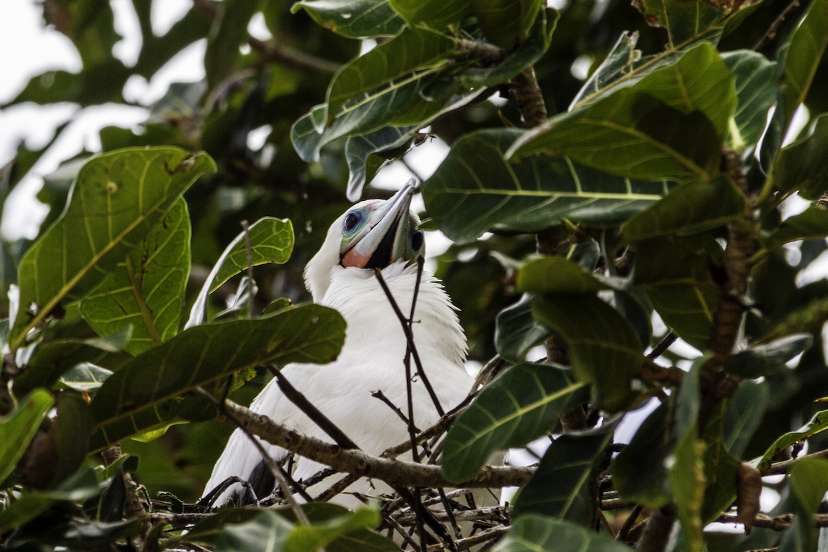 Red-footed Booby - ML585391921