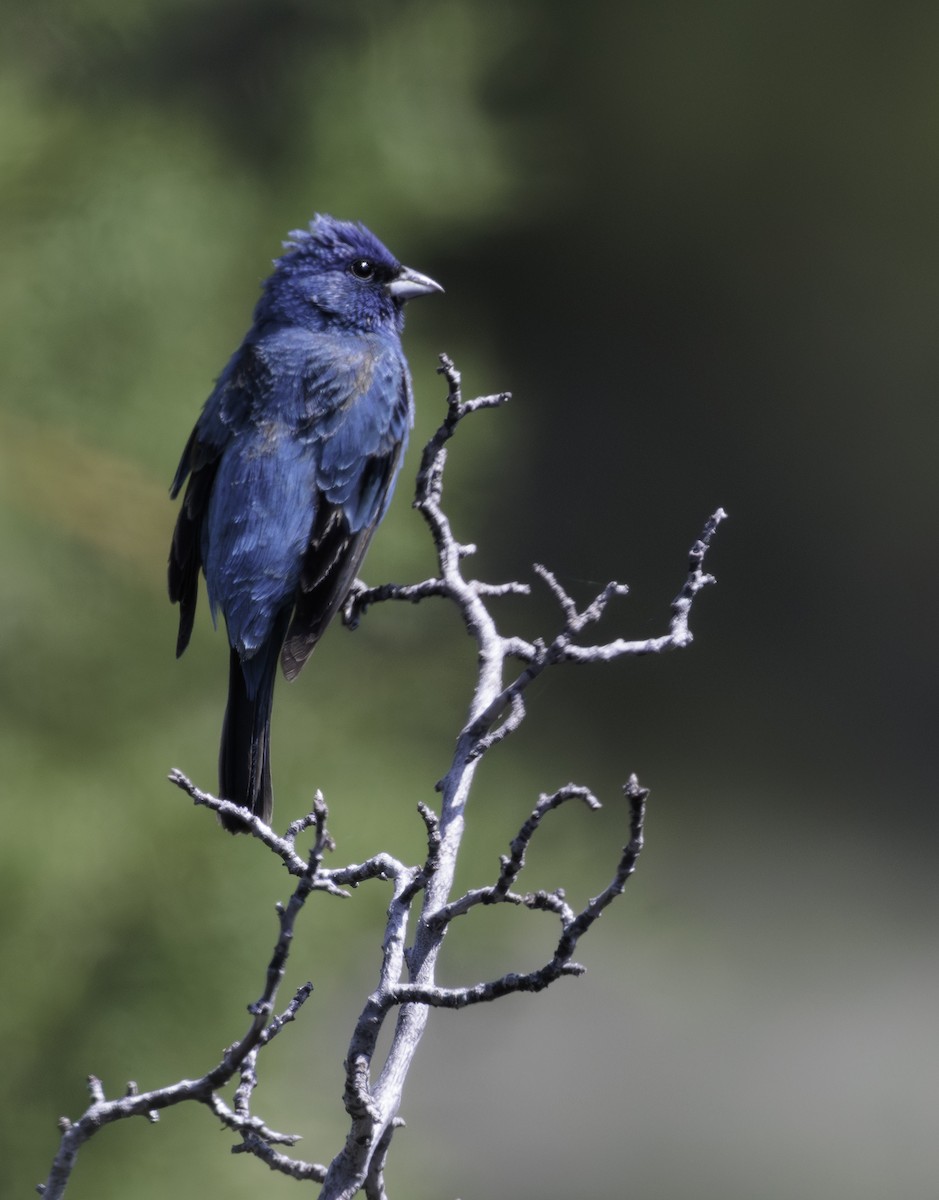 Indigo Bunting - ML585393641