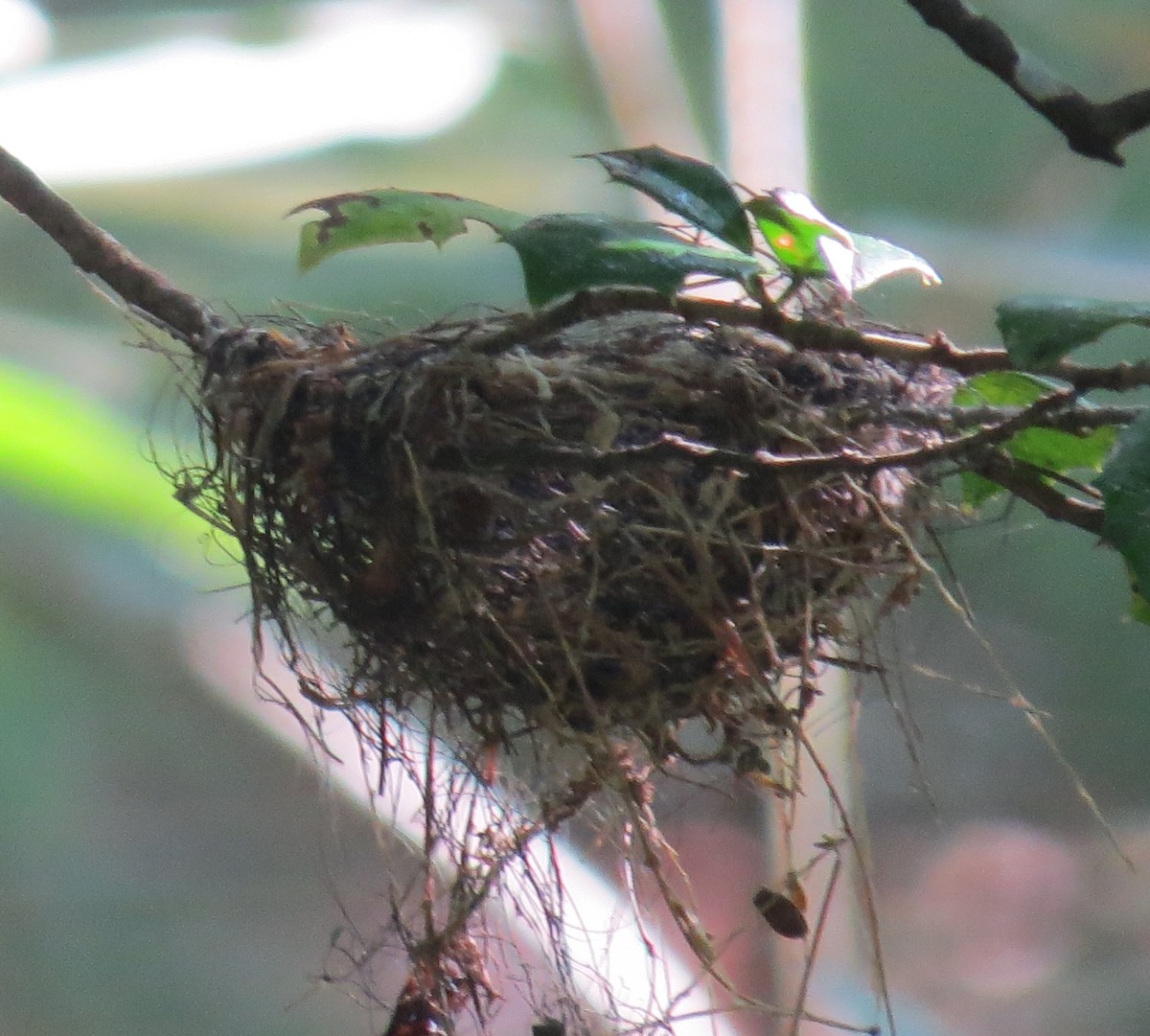 Acadian Flycatcher - ML585393941