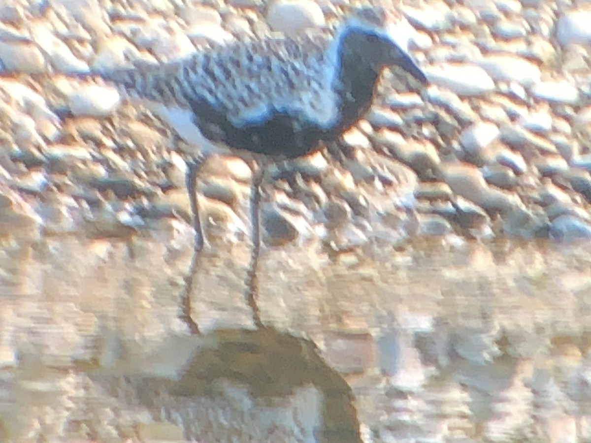 Black-bellied Plover - Jessica Hilt