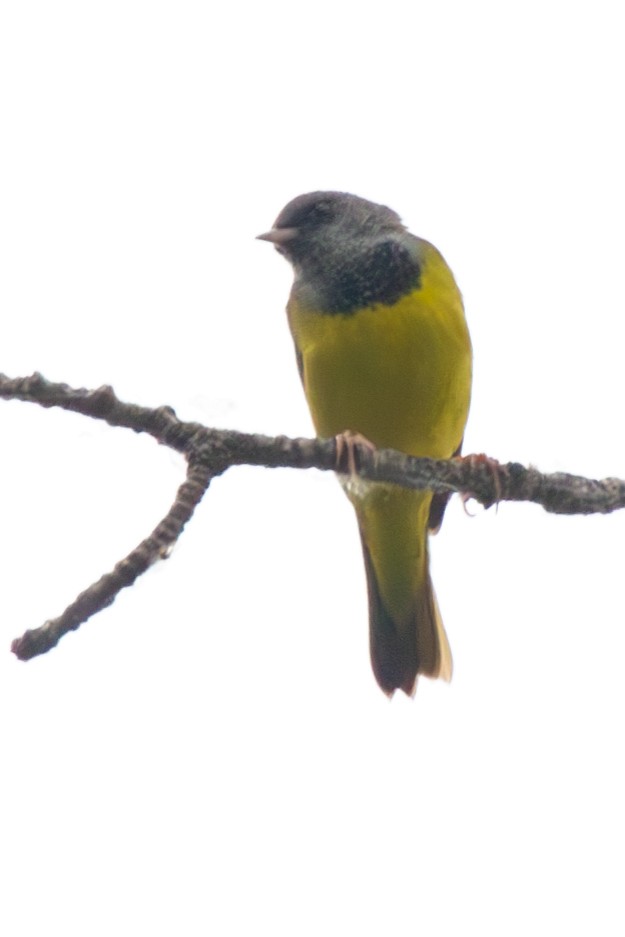 Mourning Warbler - David Robichaud