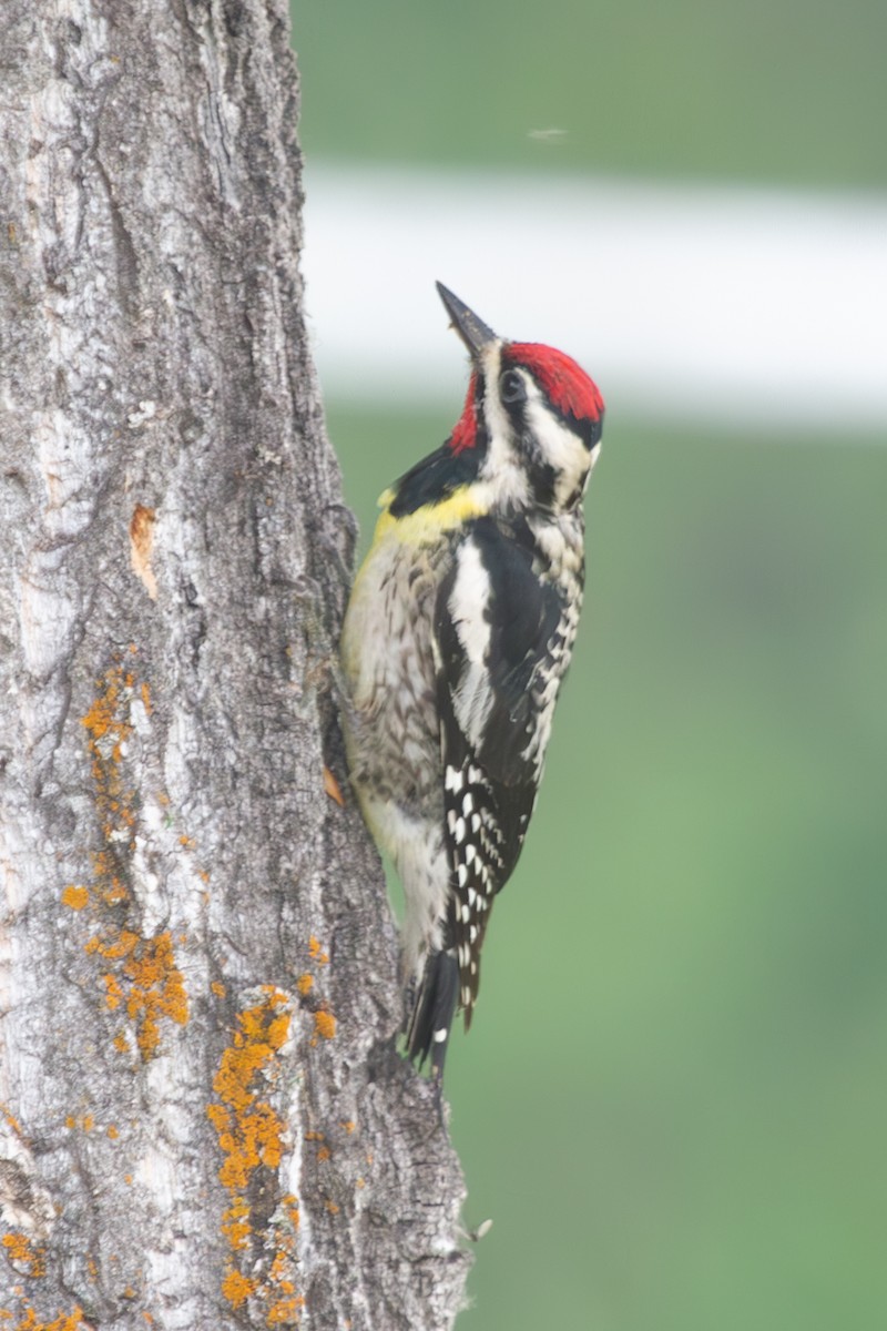 Yellow-bellied Sapsucker - David Robichaud