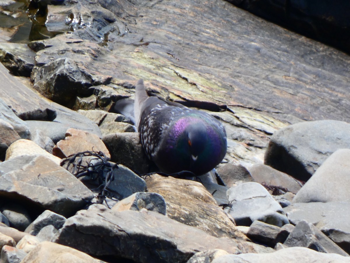 Rock Pigeon (Feral Pigeon) - ML585395271