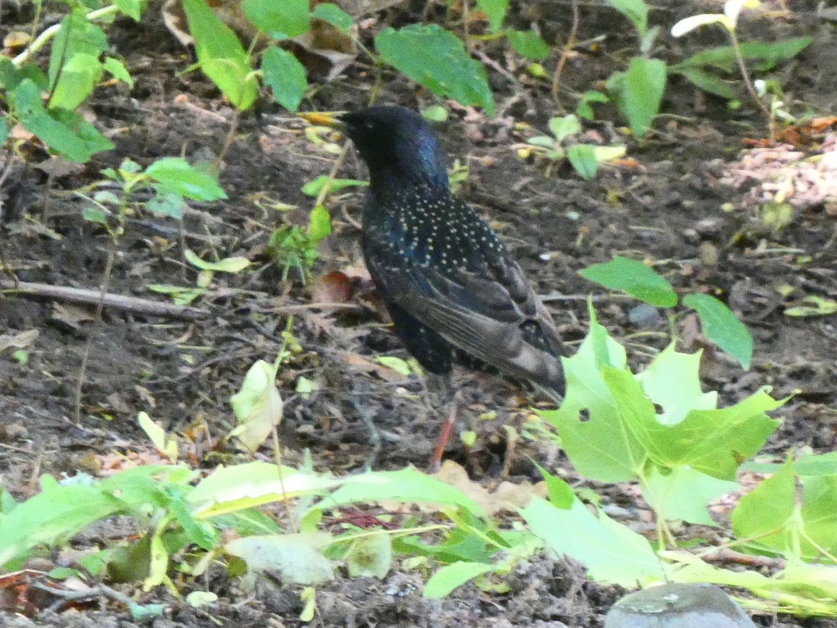 European Starling - ML585395311