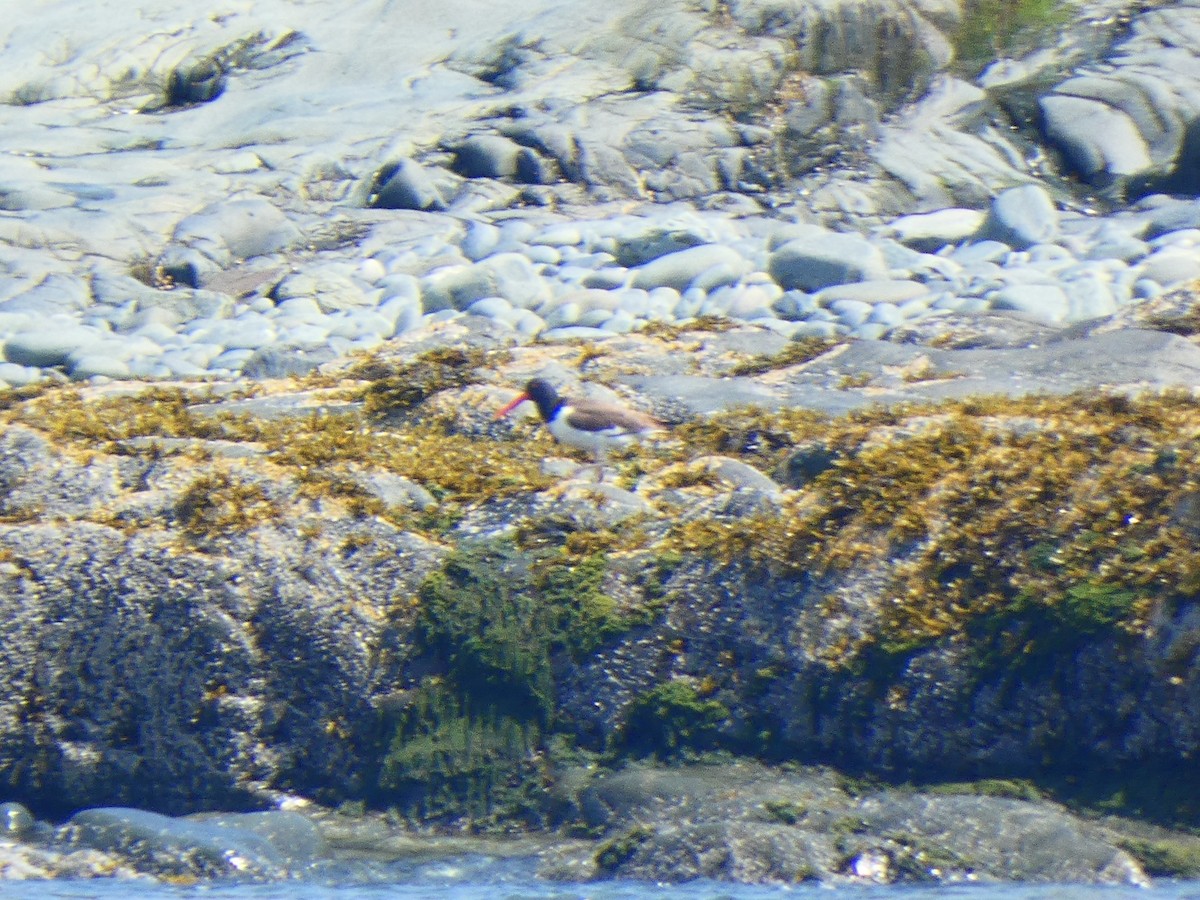 American Oystercatcher - ML585395421