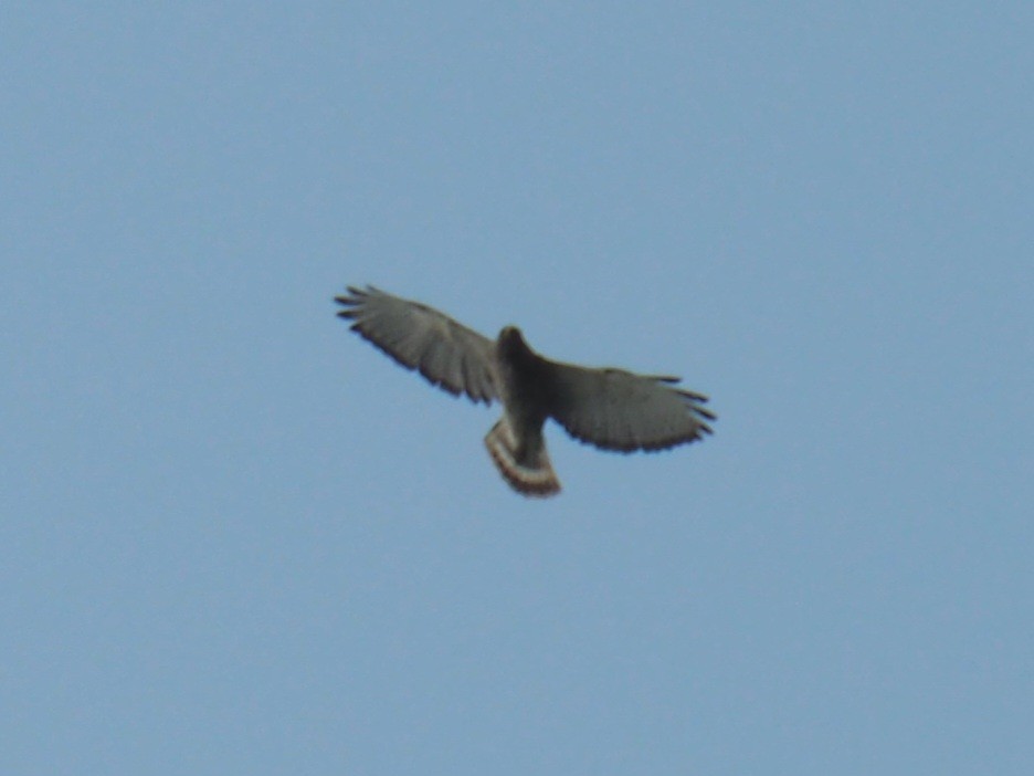 Broad-winged Hawk - Christine Elliott