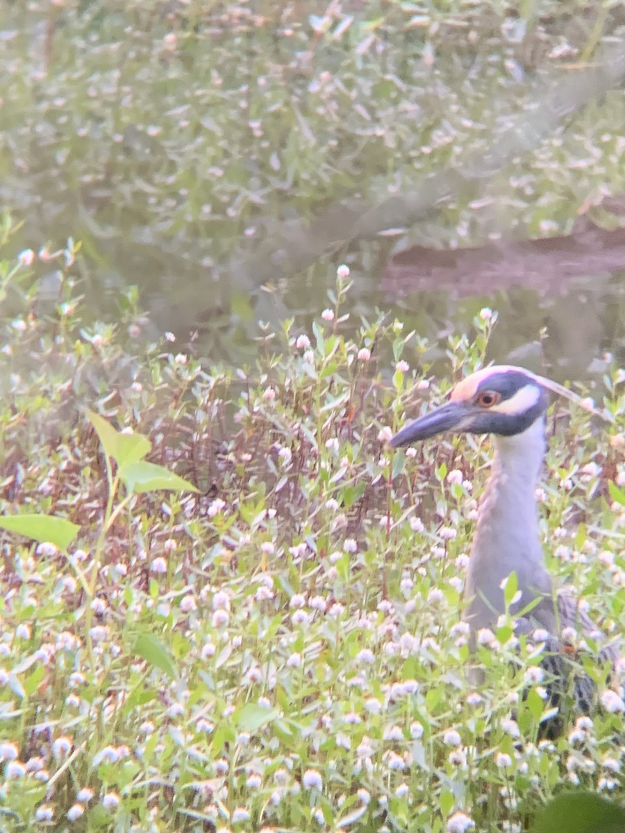 Yellow-crowned Night Heron - Heather Mayer