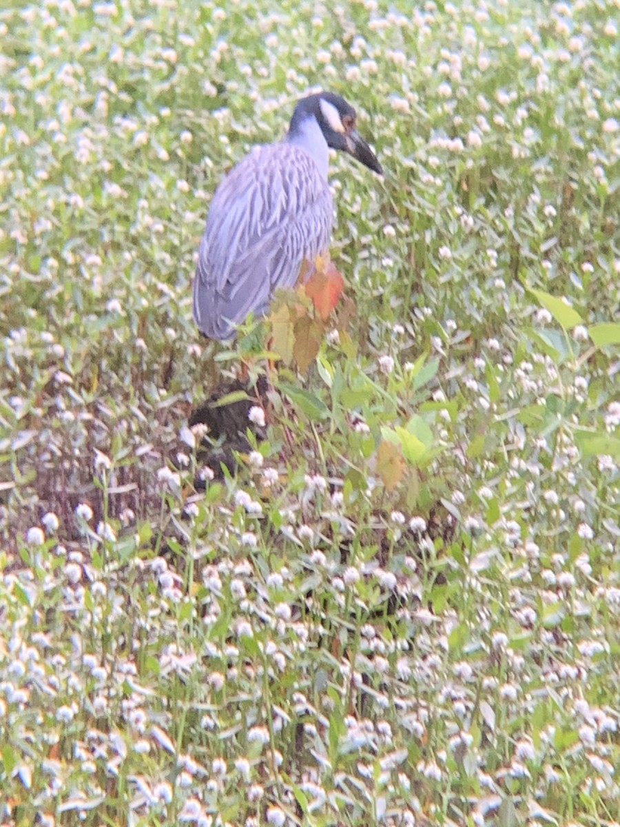 Yellow-crowned Night Heron - Heather Mayer